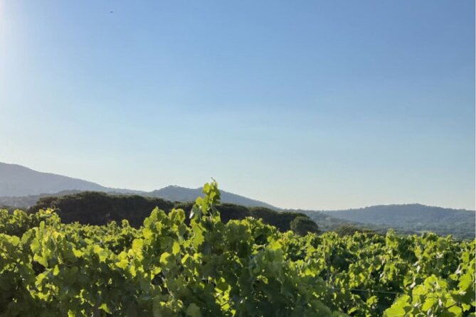 1/2 day, private wine tour, van from Saint Tropez - What Sonia adds to the day