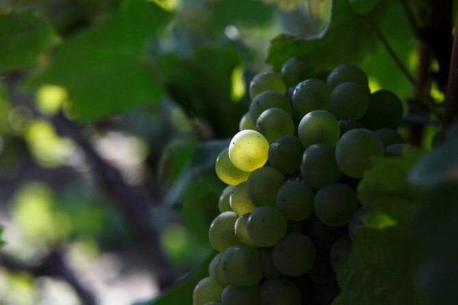 100% Champagne LOVER Tour:1 Iconic house visit+3 tastings & Lunch - A full Champagne day without the driving