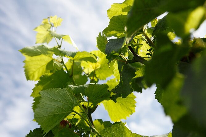 100% Champagne LOVER Tour:1 Iconic house visit+3 tastings & Lunch - Vineyard views and the Champagne Avenue in Épernay
