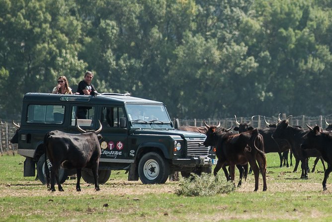 3.5 Hour Camargue 4x4 Safari from Le Grau-du Roi - Price and logistics: why $77.40 is realistic here