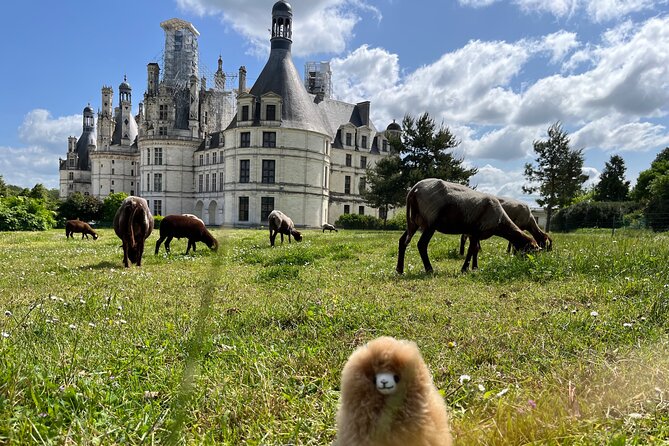 3 Loire Valley Castles and Wine Tasting Private Guided Tour - The Real Value: Private Transport + Real Tickets