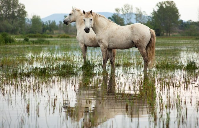 4x4 Camargue Safari 4h - Departure from Arles - Key highlights you can plan around