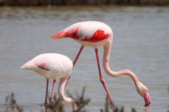 4x4 Camargue Safari 4h - Departure from Arles - Wildlife odds you can actually expect: horses, bulls, birds, flamingos