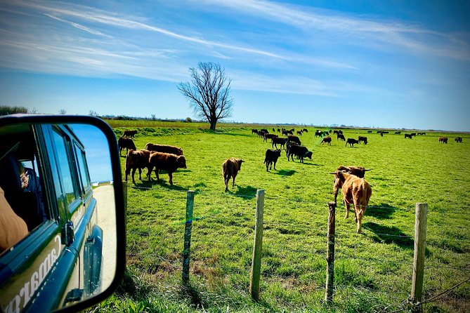 4x4 Camargue Safari 4h - Departure from Arles - Group size and timing: why half-day works in the south of France