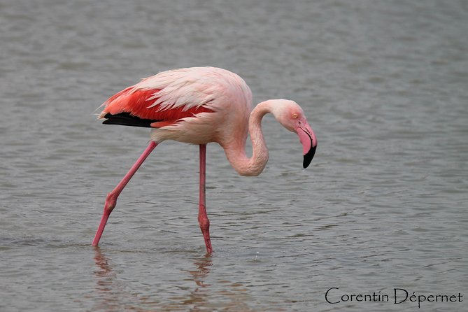 4x4 Camargue Safari 4h - Private Tour - Departure from Arles - A Private 4x4 Safari That’s Built for Real Camargue