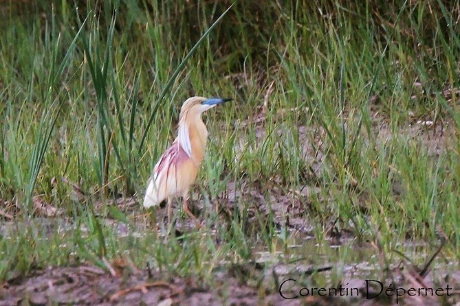 4x4 Camargue Safari 4h - Private Tour - Departure from Arles - Camargue Fauna and Flora: What to Look For on Wetland Ground