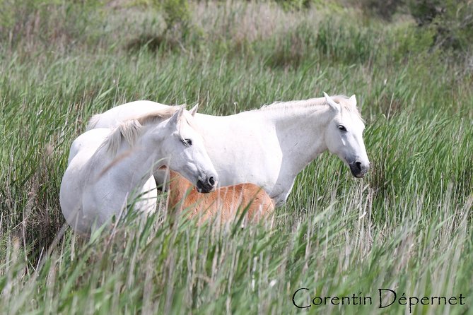 4x4 Camargue Safari 4h - Private Tour - Departure from Arles - The 4x4 Approach: Why the Route Feels Different Than Other Sightseeing