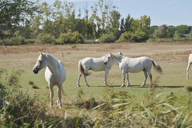 4x4 Camargue Safari 4h - Private Tour - Departure from Arles - Starting from Arles: Short Walk, Easy Launch
