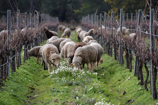 4x4 tour in a winery followed by a tasting - Who this tour suits best (and who might want to skip it)