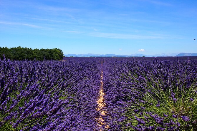 5-Hours Lavender Fields Tour in Valensole from Aix-en-Provence - Why a morning Valensole lavender tour makes sense