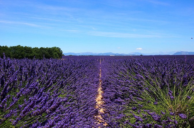 5-Hours Lavender Fields Tour in Valensole from Aix-en-Provence - Air-conditioned ride + small-group routing: why that matters at this price