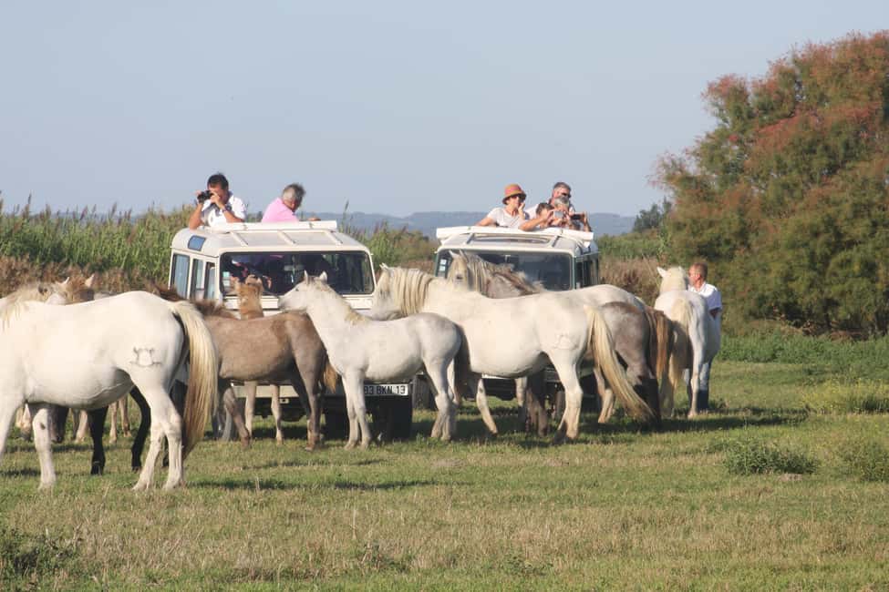 Aigues Mortes: Jeep Photo Safari in Camargue - Vehicle, seating, and view: plan your expectations