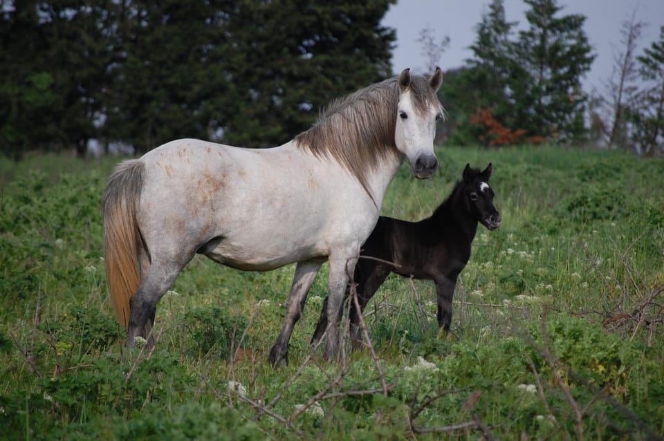 Aigues Mortes: Jeep Photo Safari in Camargue - Wildlife you’re aiming for: horses, bulls, birds, and flamingos