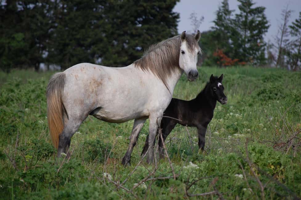 Aigues Mortes: Jeep Photo Safari in Camargue - Your 3.5-hour flow: how the ride typically works