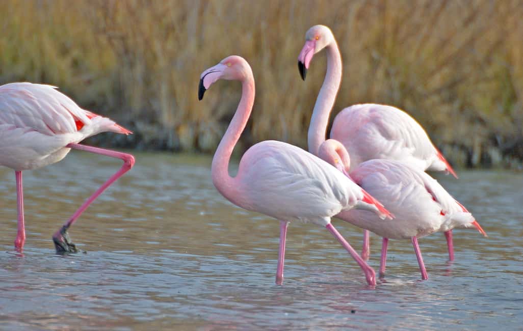 Aigues Mortes: Jeep Photo Safari in Camargue - The $70 price: what you’re really paying for
