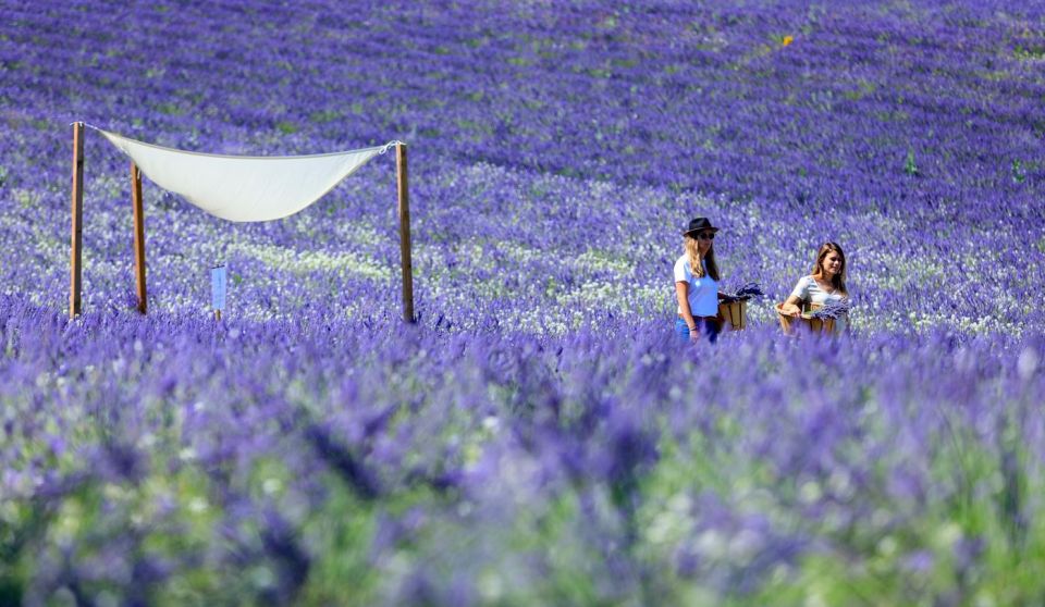 Aix-en-Provence: Lavender Fields Visit - Quick highlights worth timing your day for