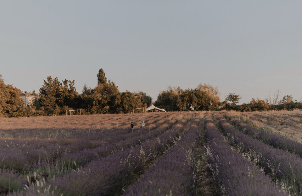 Aix-en-Provence: Lavender Fields Visit - Who this lavender visit suits best (and who might want something else)