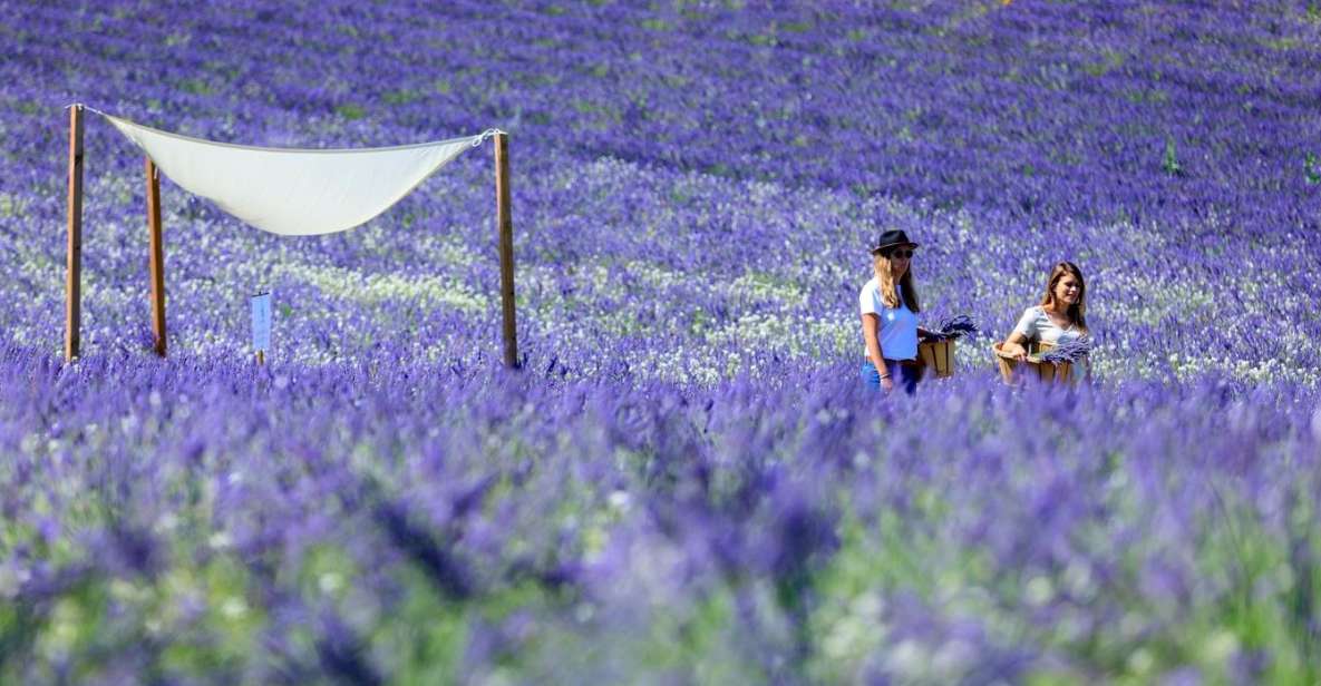 Aix-en-Provence: Lavender Fields Visit - The 90-minute rhythm: brief guidance, long wandering time