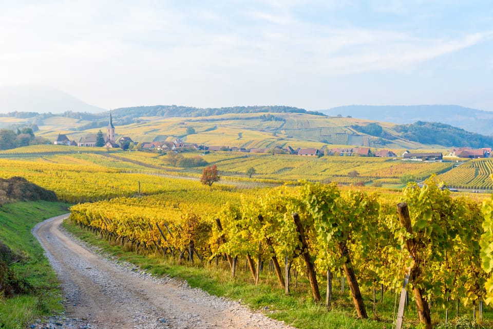 Alsace: Full-Day Wine Tour & Tastings from Strasbourg - Why Alsace wine hits differently from the rest of France