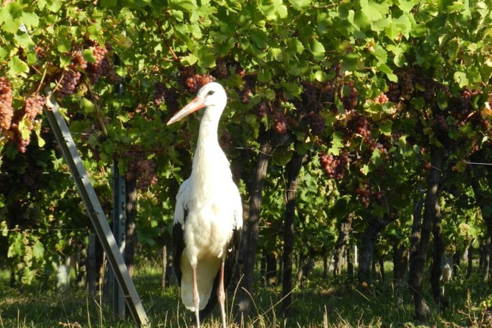 Alsace: Half-Day Wine Tour from Colmar - Price and Value: Is $112 Worth It?