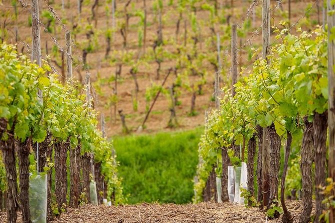 Alsace Wine Route Small Group Half-Day Tour with Tasting from Strasbourg - What you’ll learn about Alsace white wine (without turning it into a lecture)