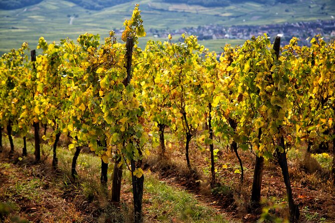 Alsace Wine Route Wineries & Tasting Small Group Guided Tour from Strasbourg - Ribeauvillé and Riquewihr: five grands crus in a walkable finish