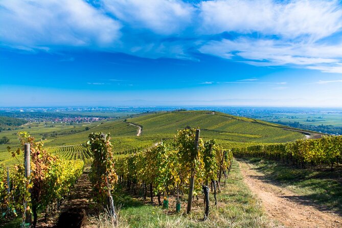 Alsace Wine Route Wineries & Tasting Small Group Guided Tour from Strasbourg - How the tasting lineup teaches you to read Alsace wine