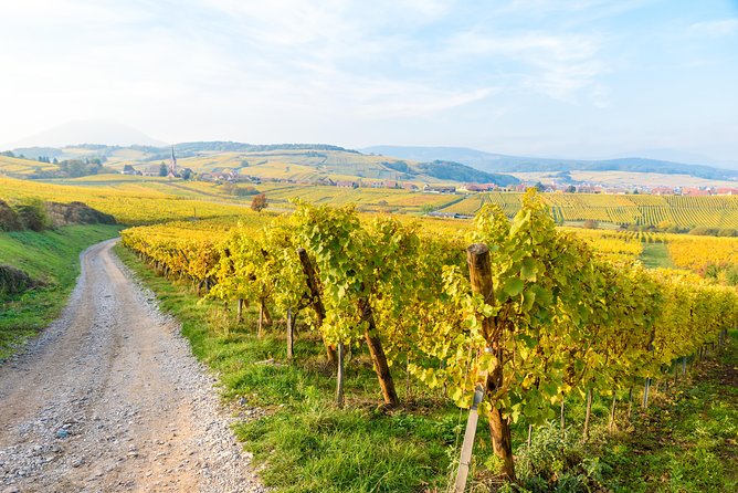 Alsace Wine Route Wineries & Tasting Small Group Guided Tour from Strasbourg - Dambach-la-Ville: caveau tastings and the Frankstein Grand Cru moment