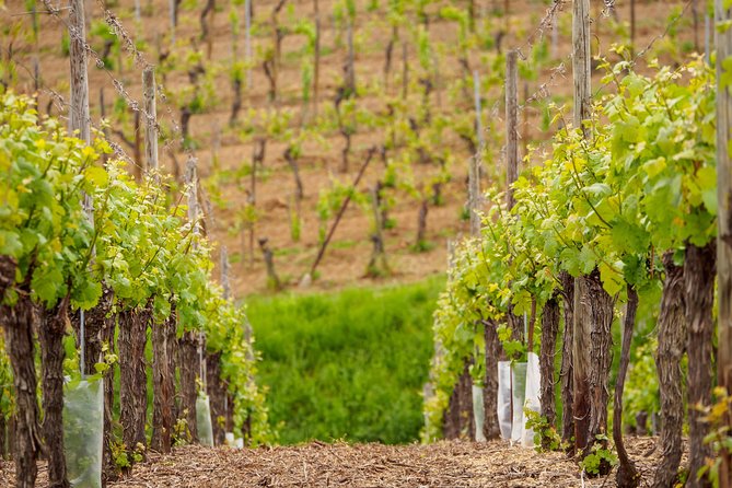 Alsace's Gems Small Group Day Tour from Colmar - Eguisheim First: a gentle village start (and a winter caveat)