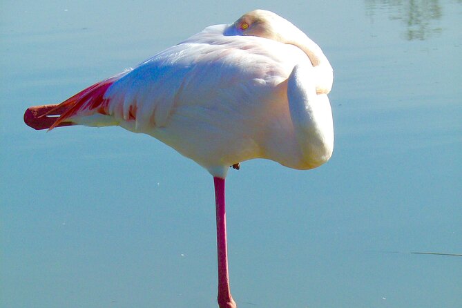 Arles and Camargue Full-Day Tour including Aigues Mortes - Walking Arles: Roman Streets and Van Gogh Sightlines