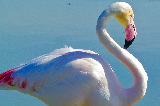 Arles and Camargue Full-Day Tour including Aigues Mortes - Camargue Animal-Spotting Around Étang de Vaccarès