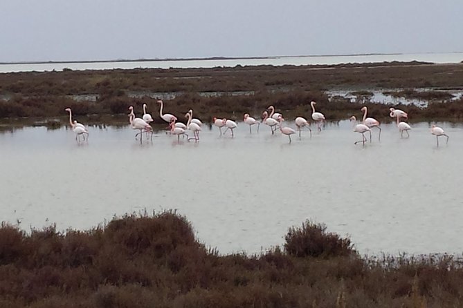 Arles and Camargue Full-Day Tour including Aigues Mortes - Saintes-Maries-de-la-Mer: Beach Time With a Historic Church