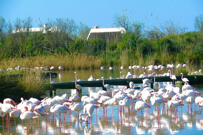 Arles and Camargue Full-Day Tour including Aigues Mortes - Pont de Gau Ornithological Park for Flamingos and Bird Photos