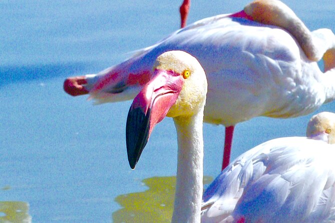 Arles and Camargue Full-Day Tour including Aigues Mortes - Pacing, Timing, and Transport: What 9.5 Hours Really Feels Like