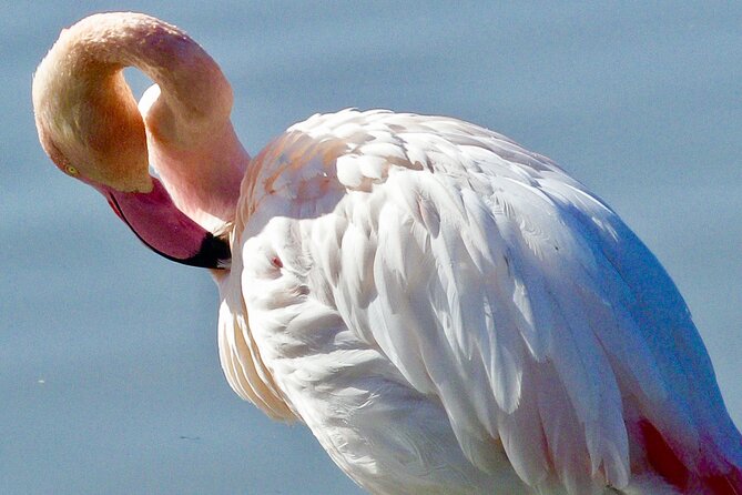Arles and Camargue Full-Day Tour including Aigues Mortes - Price and Value: Is $168.96 a Smart Spend?