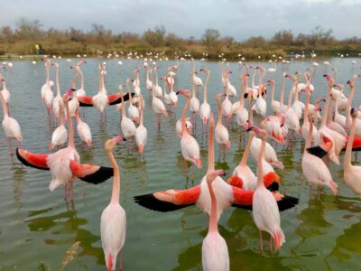Arles & Camargue Natural Park (including Aigues Mortes) - The Camargue: black bulls, white horses, and open country