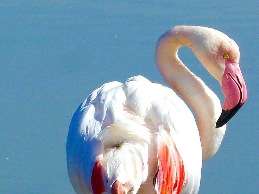 Arles & Camargue Natural Park (including Aigues Mortes) - The bird reserve and the search for flamingos