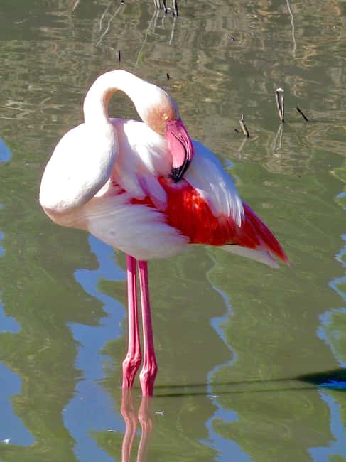Arles & Camargue Natural Park (including Aigues Mortes) - The return through Tarascon
