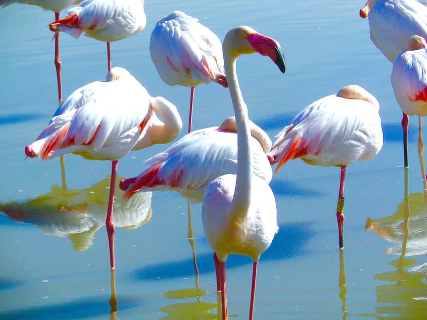 Arles & Camargue Natural Park (including Aigues Mortes) - How the day is paced