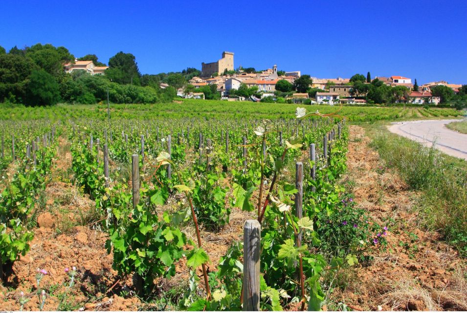 Avignon: Full-Day Wine Tour around Châteauneuf-du-Pape - How the 9-hour Avignon route makes Châteauneuf-du-Pape the focus