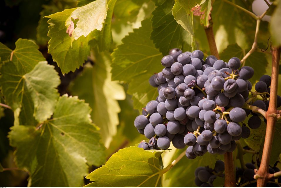 Avignon: Full-Day Wine Tour around Châteauneuf-du-Pape - What the tour price includes—and when it feels like a smart buy