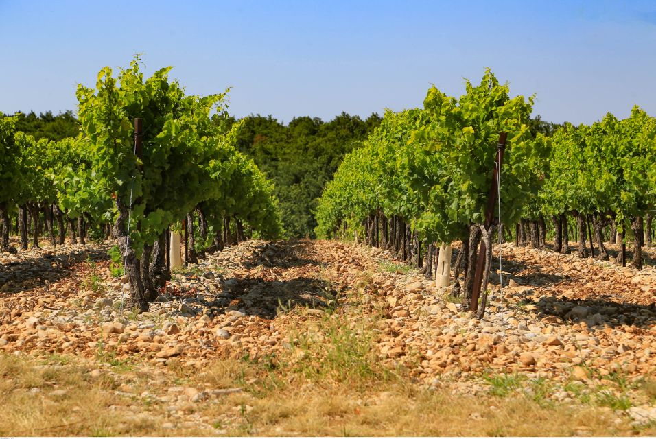 Avignon: Full-Day Wine Tour around Châteauneuf-du-Pape - Should you book this Avignon Châteauneuf-du-Pape wine tour?