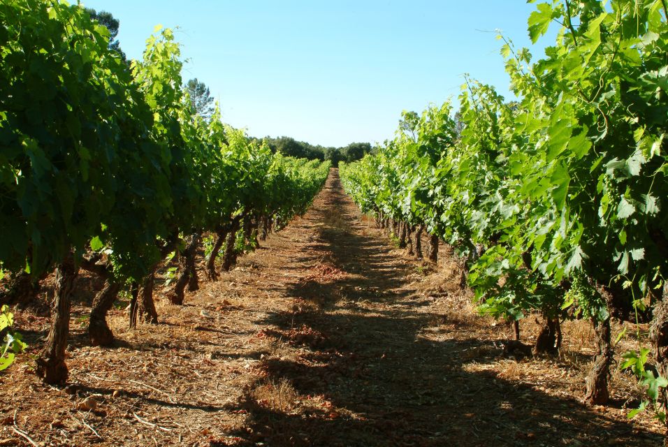 Bandol and Cassis: Full Day Wine Tour from Marseille - Cassis First: AOP Whites, Sea Air, and a Lunch Break You’ll Remember