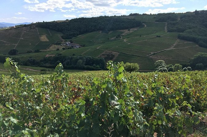 Beaujolais Crus wine tour from Lyon Full day - Lunch break: you choose, and the timing is part of the value