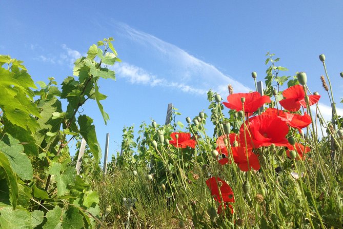 Beaujolais Crus Wines & Castles (9:00 am - 1:30 pm) - Small Group Tour from Lyon - Bellecour Square and the compact minibus