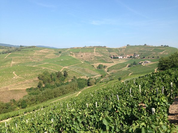 Beaujolais Crus Wines & Castles (9:00 am - 1:30 pm) - Small Group Tour from Lyon - Understanding the nine to ten crus