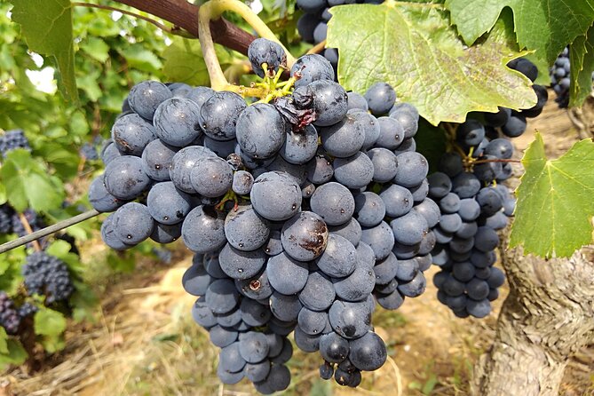 Beaujolais Half Day Wine Tasting Tour - Château de Pizay: where wine becomes a game for your senses