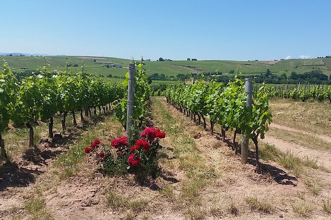 Beaujolais Region Wine Tasting Private Day Tour from Lyon - Côte de Brouilly, steep slopes and local producers