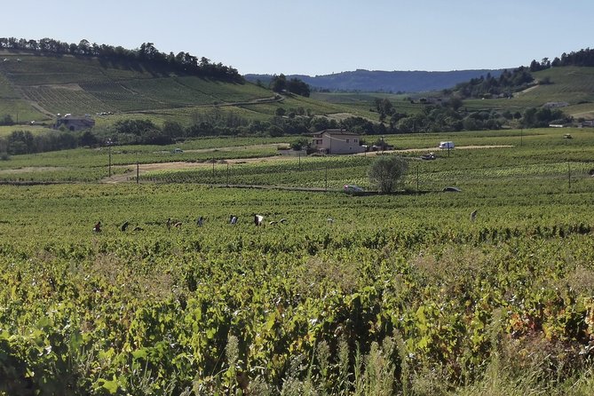Beaujolais wine tour from Lyon half day - Key highlights you’ll feel right away