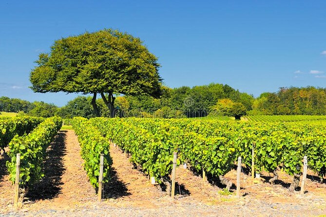 Beaujolais wine tour from Lyon half day - Oingt Stop: Golden Stones Country and a First Tasting of Reds and Whites